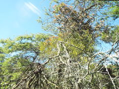 Phoradendron brachystachyum