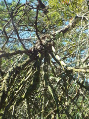 Phoradendron brachystachyum