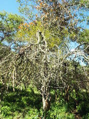 Phoradendron brachystachyum