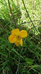 Ranunculus asiaticus