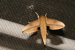 Rhagastis lambertoni