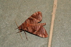 Maassenia heydeni