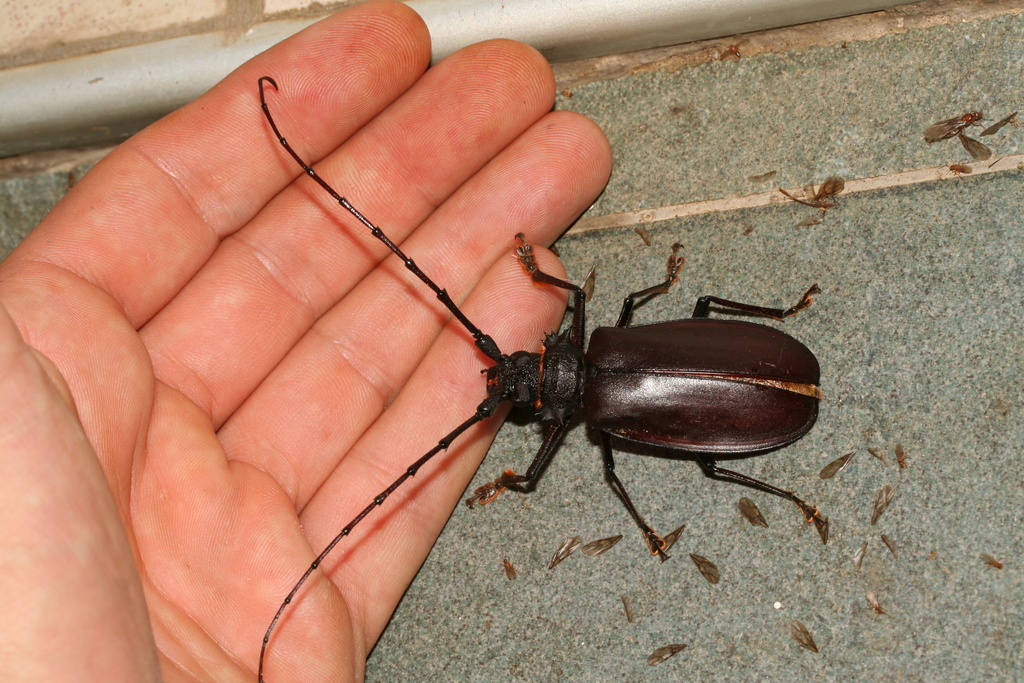 Hoplideres spinipennis