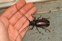 Hoplideres spinipennis