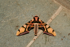 Batocnema coquerelii
