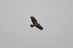 Buteo buteo