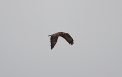 Buteo buteo