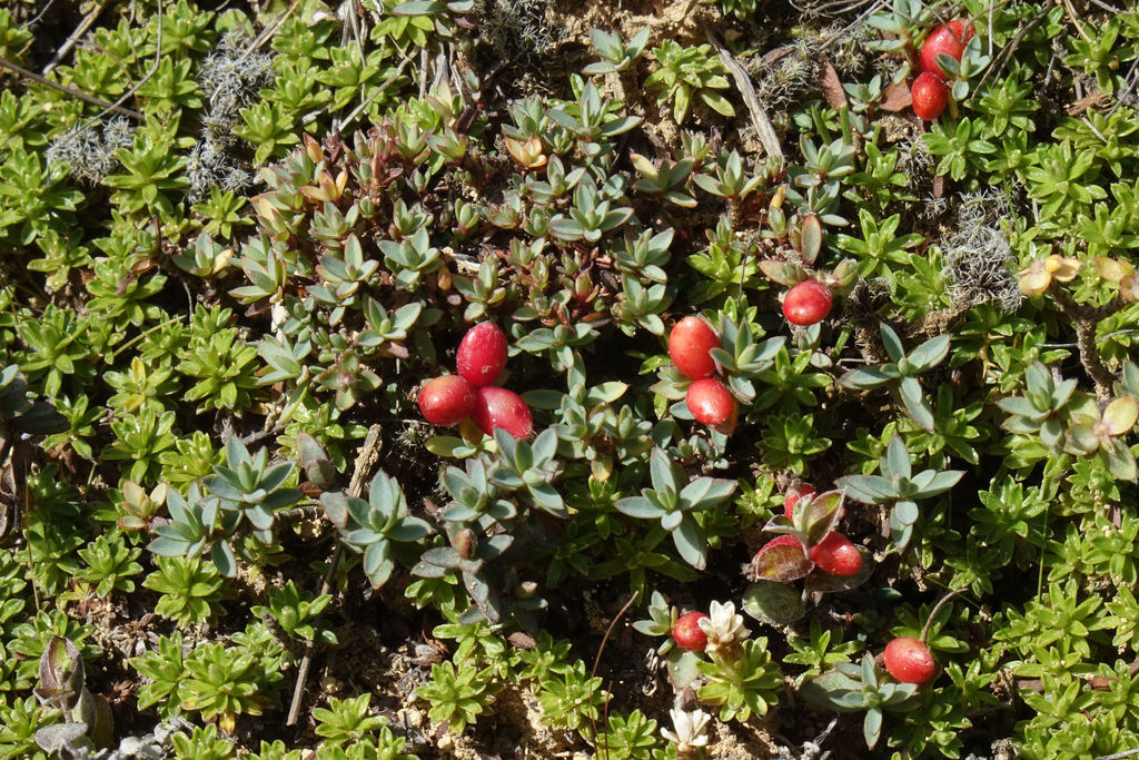 Pimelea prostrata, Mavora 9672, New Zealand, by john_barkla
