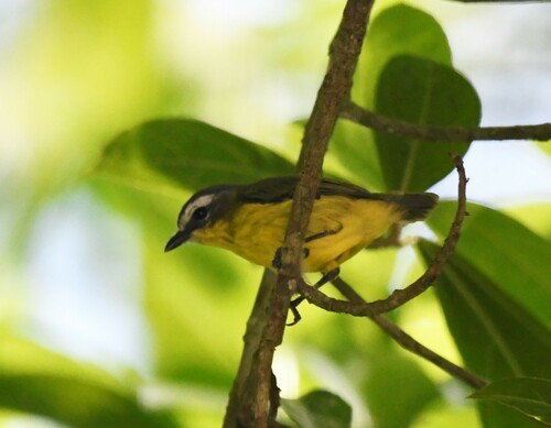 Yellow-bellied Tyrannulet