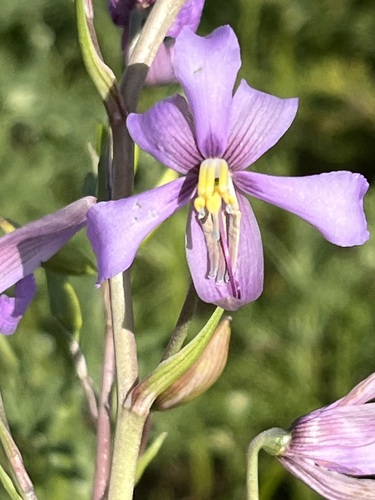 Image of Cyanella orchidiformis by (c) Charleen Brunke, some rights reserved (CC BY)