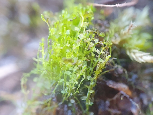 Image of Odontoschisma fluitans by no rights reserved