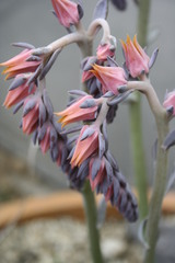Echeveria shaviana