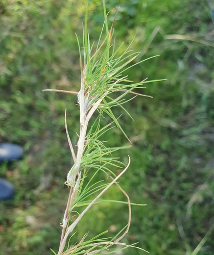 velvet bentgrass (Agrostis canina)