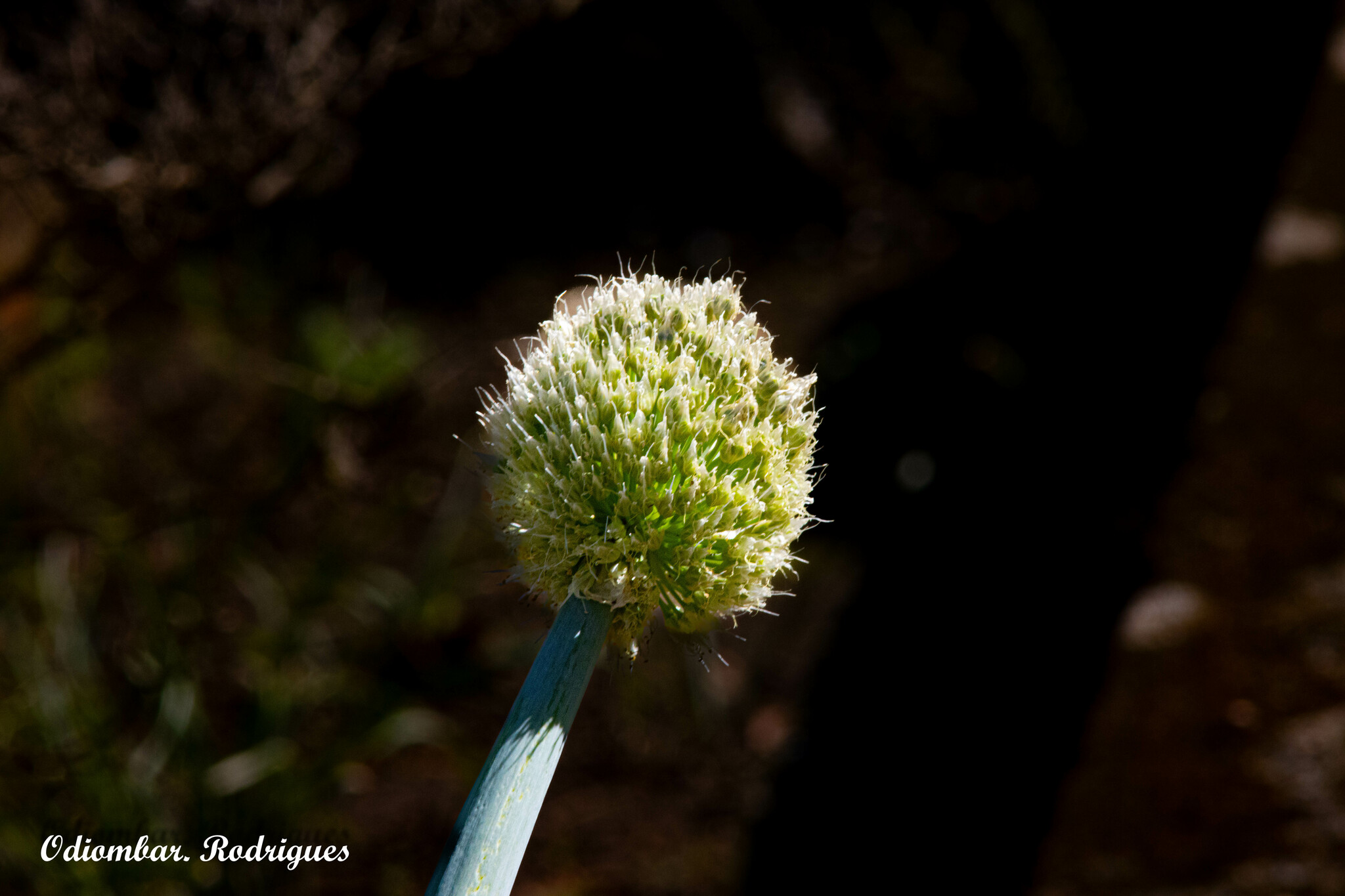 Allium fistulosum