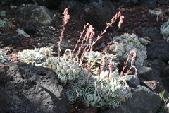 Echeveria elegans