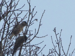Coccothraustes abeillei