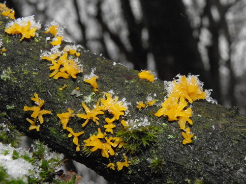 Mažasis Tampriagrybis