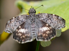 Chiomara georgina pelagica