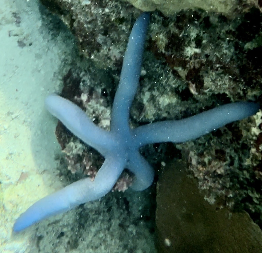 azure sea star