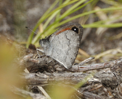 Pseudonympha hippia
