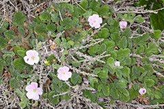 Erodium corsicum