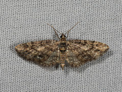 Eupithecia columbiata