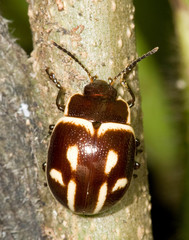 Platyphora spectabilis