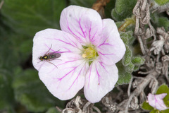 Erodium corsicum