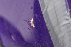 Plutella xylostella-australiana