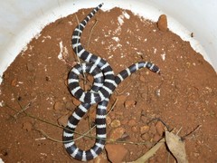 Vermicella intermedia