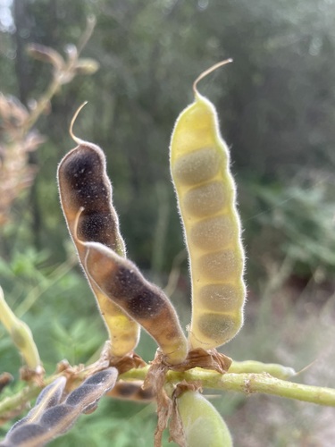 Broad-leaved Lupine fruiting