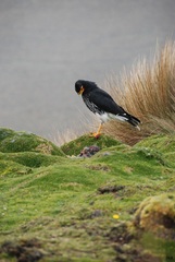 Daptrius carunculatus