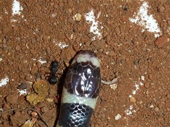 Vermicella intermedia