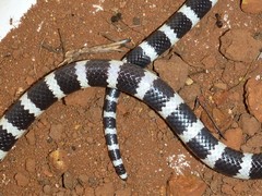 Vermicella intermedia