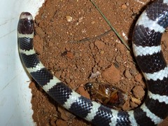 Vermicella intermedia