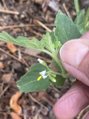 Solanum physalifolium