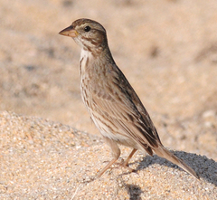 Passerculus sandwichensis rostratus