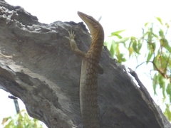 Varanus tristis