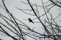 Pyrocephalus rubinus