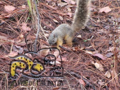Sciurus nayaritensis