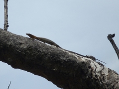 Varanus tristis