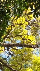 Passeriformes