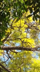Passeriformes