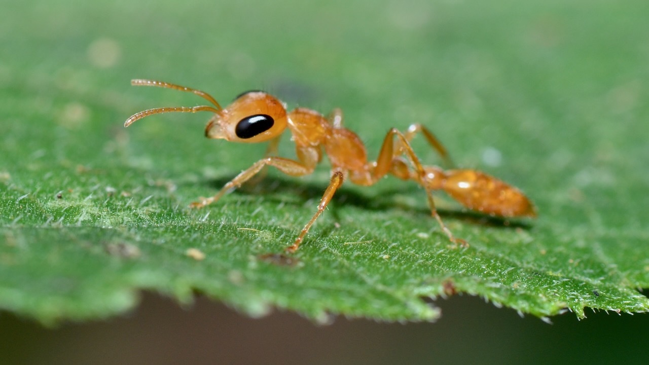 Pseudomyrmex laevigatus