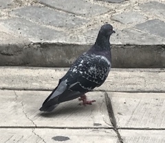 Columba livia domestica