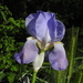 Iris pallida - Photo (c) jltasset,  זכויות יוצרים חלקיות (CC BY-NC), הועלה על ידי jltasset