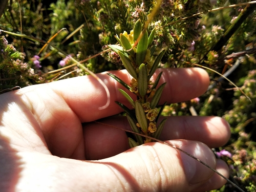 Image of Clutia polygonoides by (c) De Waal Hugo, some rights reserved (CC BY)