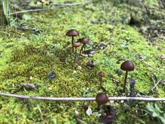Psathyrella atrospora