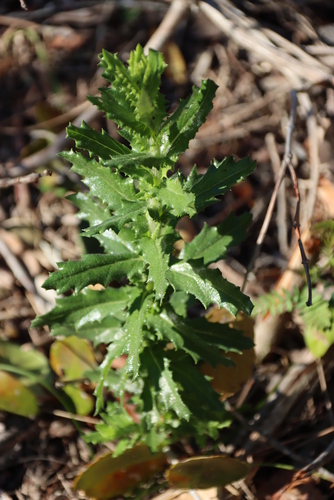 Image of Senecio ilicifolius by (c) Tony Rebelo, some rights reserved (CC BY-SA)