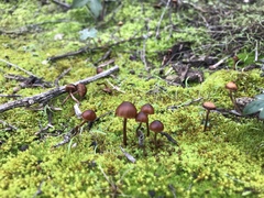 Psathyrella atrospora